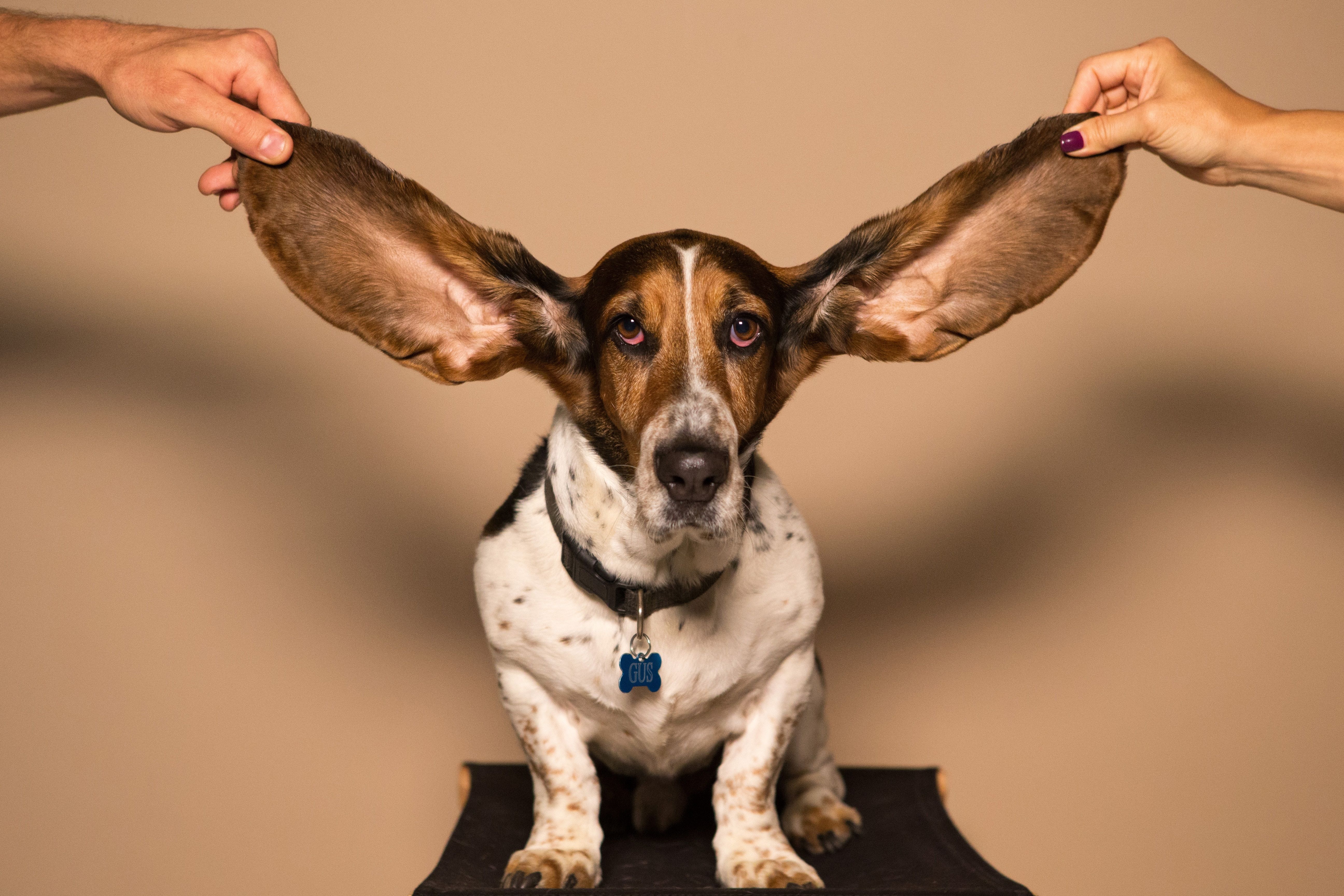 How Well Dogs Hear: Frequency Ranges and Sensitivity