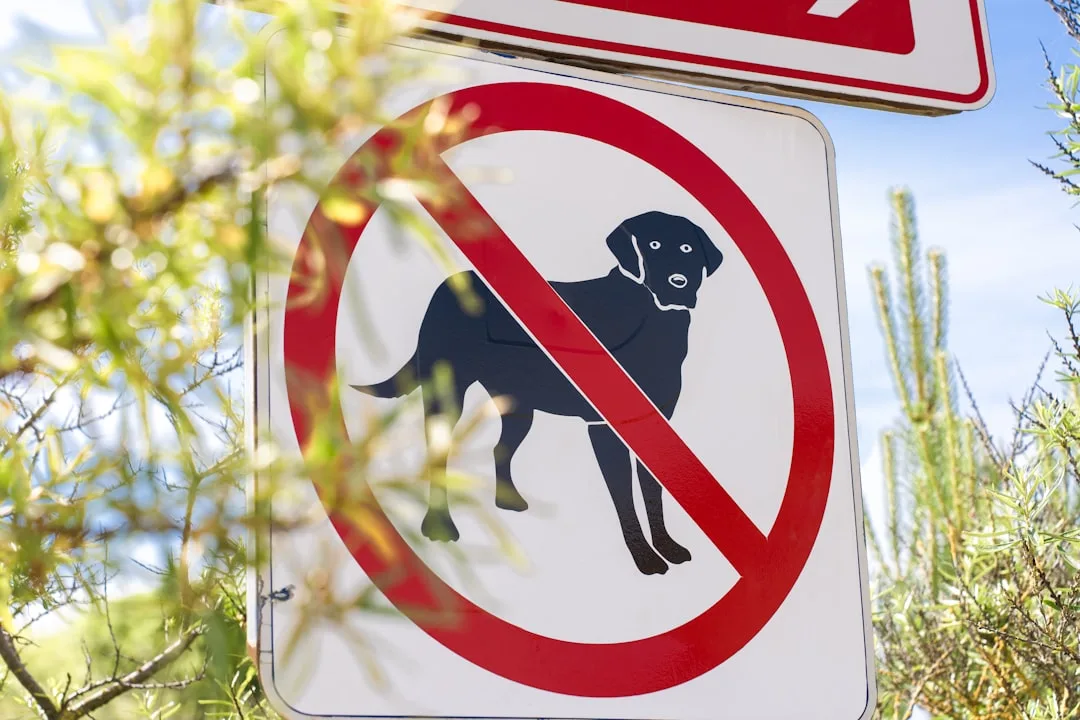 Signs of a Healthy Dog: Comprehensive Health Checklist