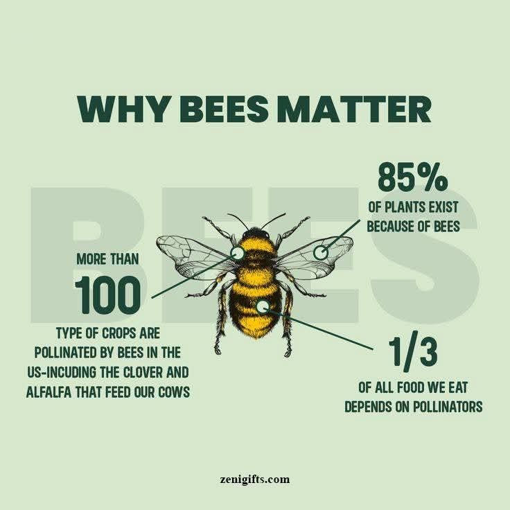 Bee Population Crisis