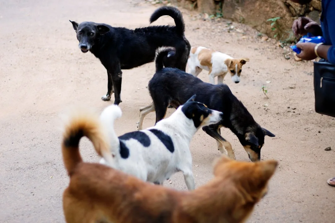 Why Do Dogs Bury Bones? The Instinct Behind the Habit
