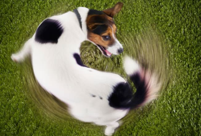 Dog Tail Chasing: Why It Happens and When to Worry