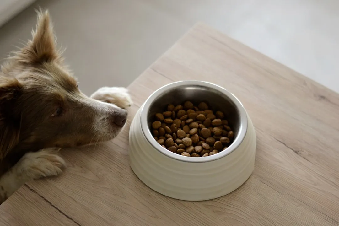Why Do Dogs Eat Grass? What the Research Actually Says