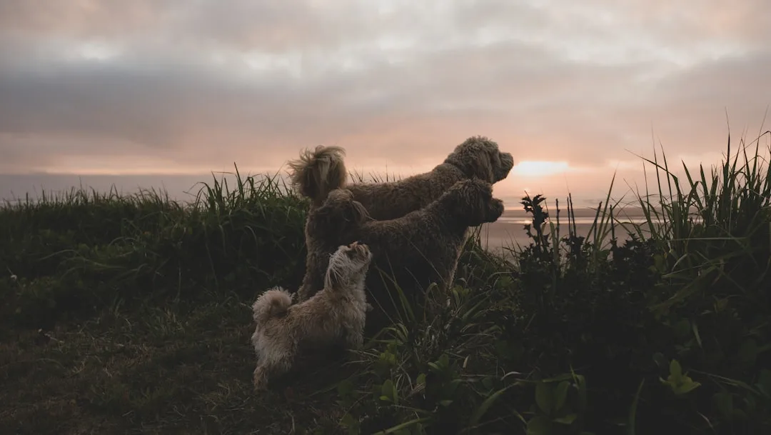 Why Do Dogs Howl? Origins, Triggers, and What It Means