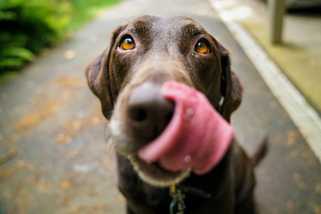 Why Do Dogs Lick People? The Science of Canine Licking