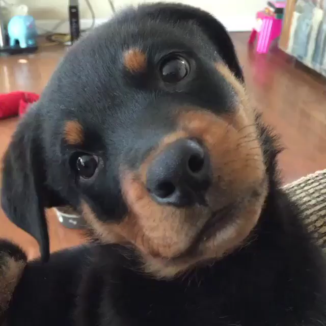 Dog Head Tilting: The Behavior's Science