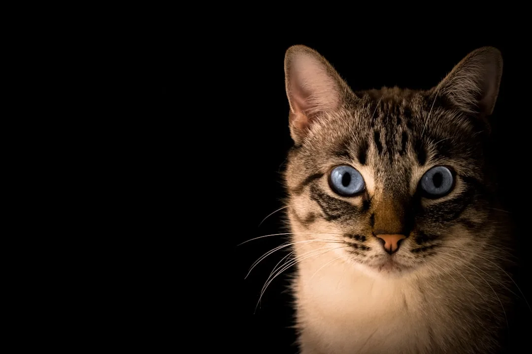 Are Cats Nocturnal?