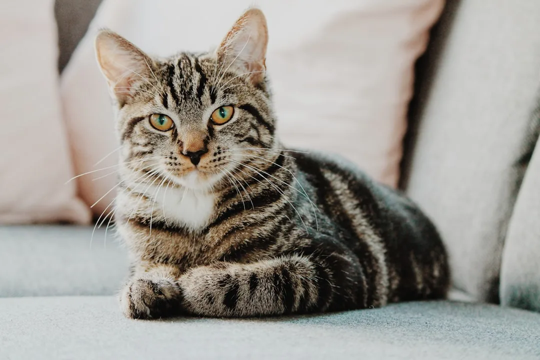 Best Cats for Apartments: Breeds That Thrive in Small Spaces