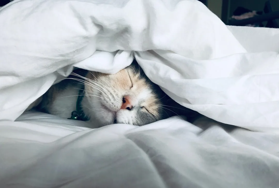 Do Cats Dream? What Science Says About Feline Sleep