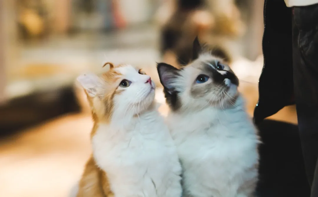 How Cats Communicate Through Signals