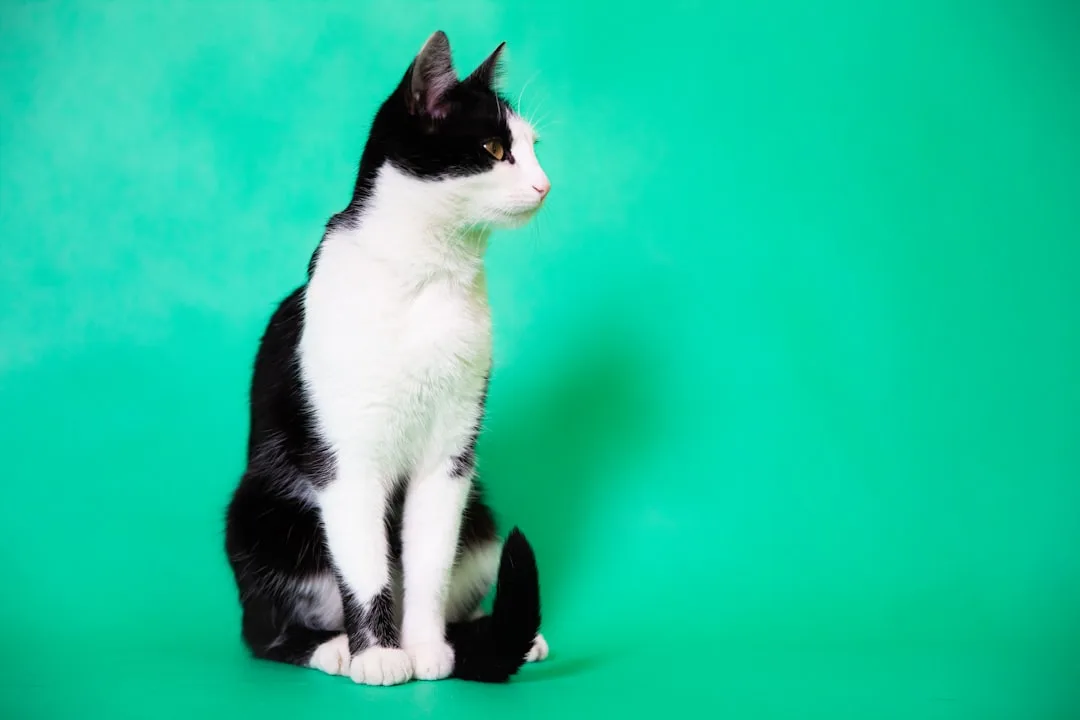 How Do Cats Show Affection? Feline Love Decoded