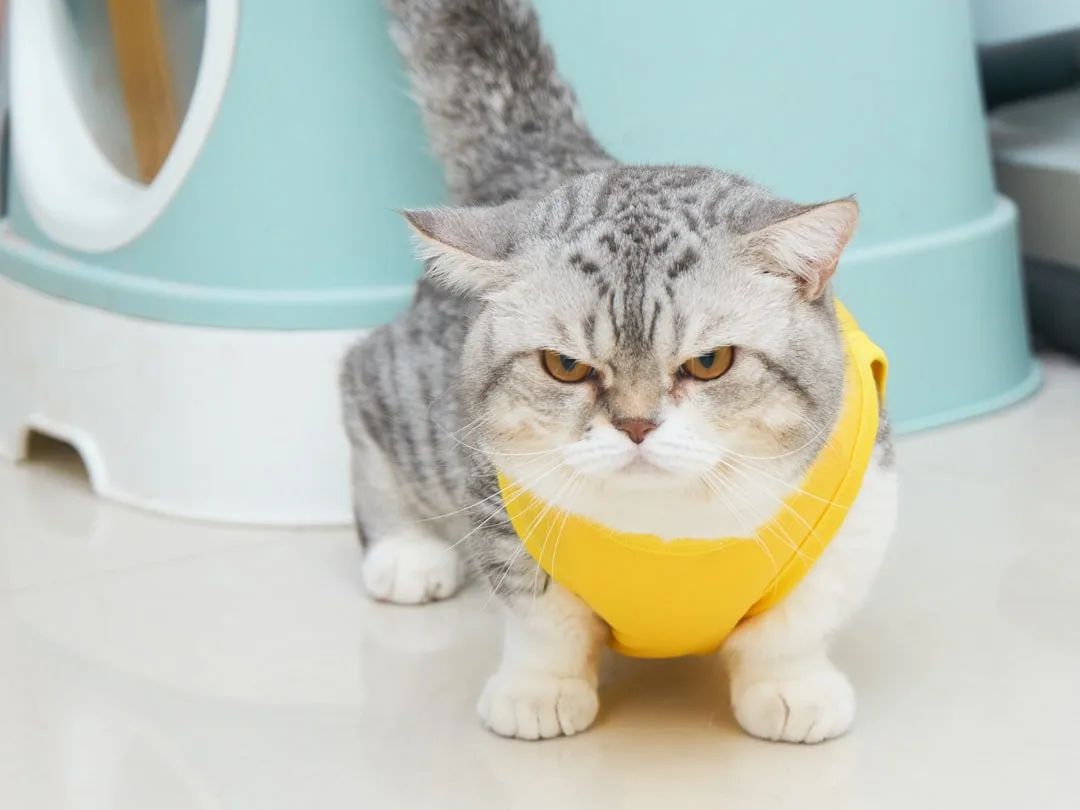 Key Tips for Litter Training Your Kitten