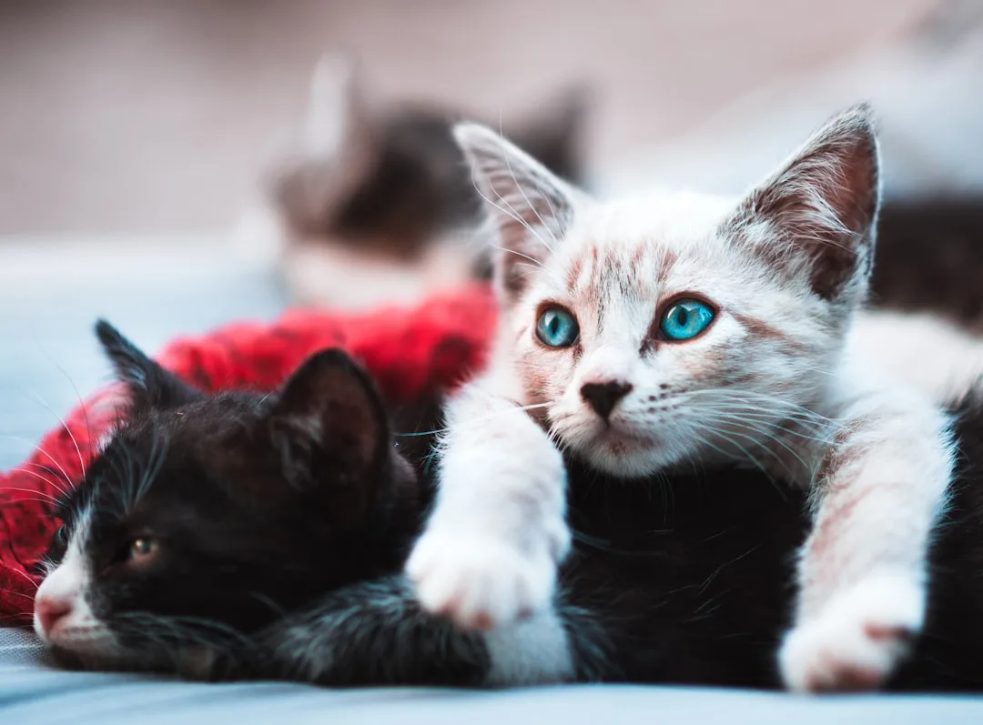 Why Cats Bring Home Dead Animals: The Behavior
