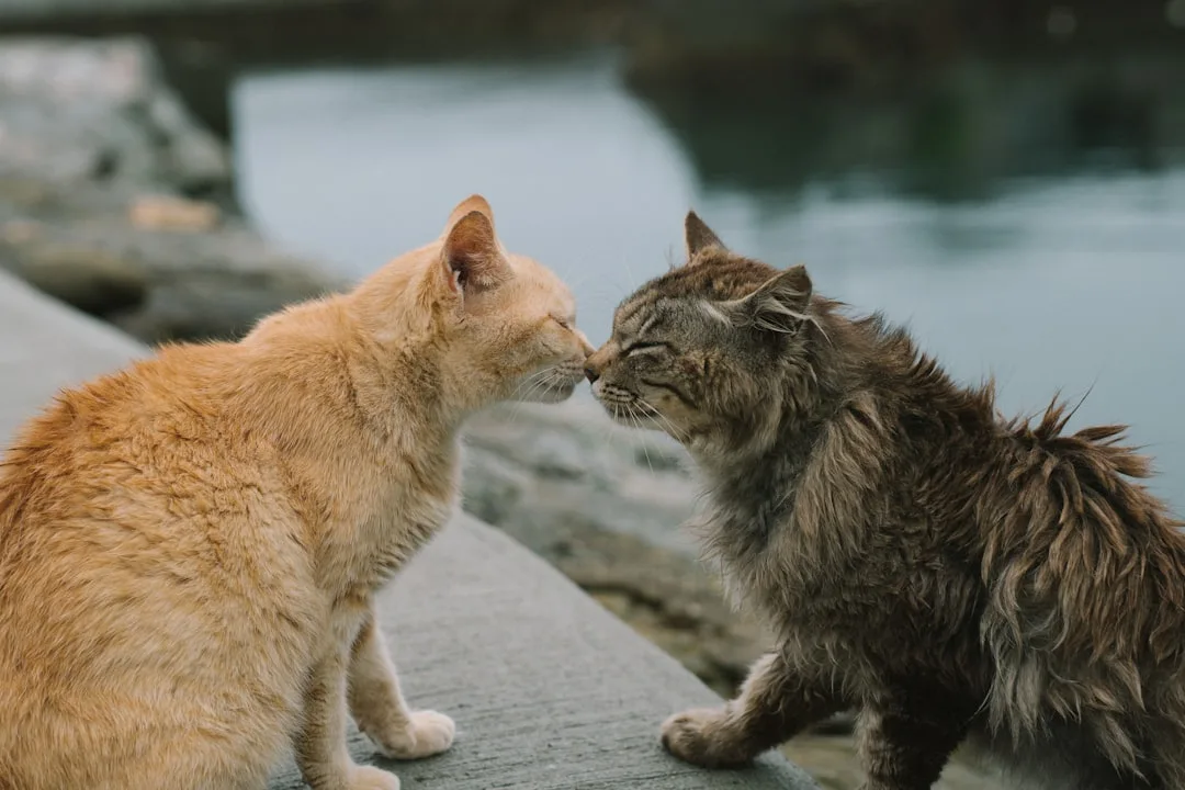 Why Do Cats Hate Water? The Underlying Reasons