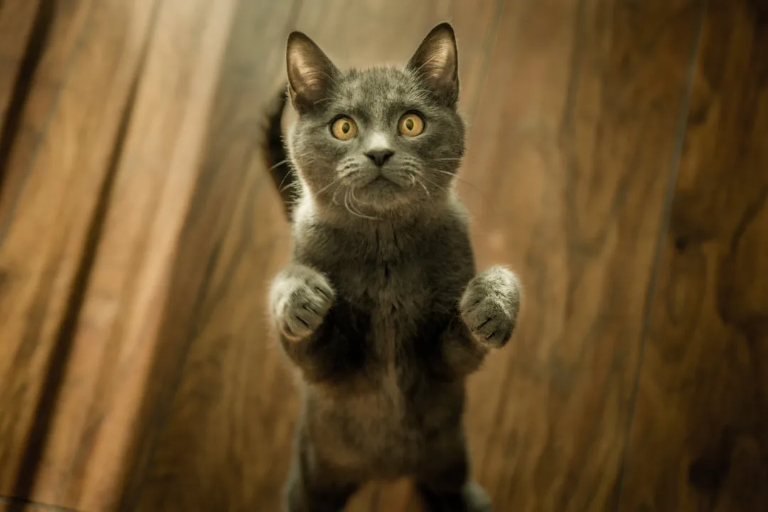 Why Do Cats Knock Things Over? The Science Behind It