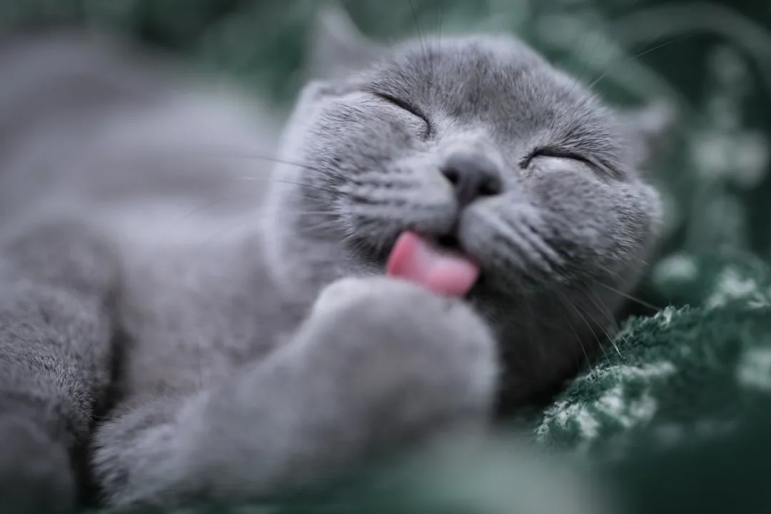 Why Do Cats Purr? The Science Behind Feline Vibrations