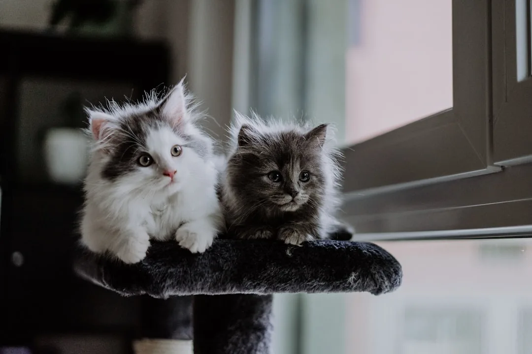Why Do Cats Scratch? Unpacking Feline Behavior