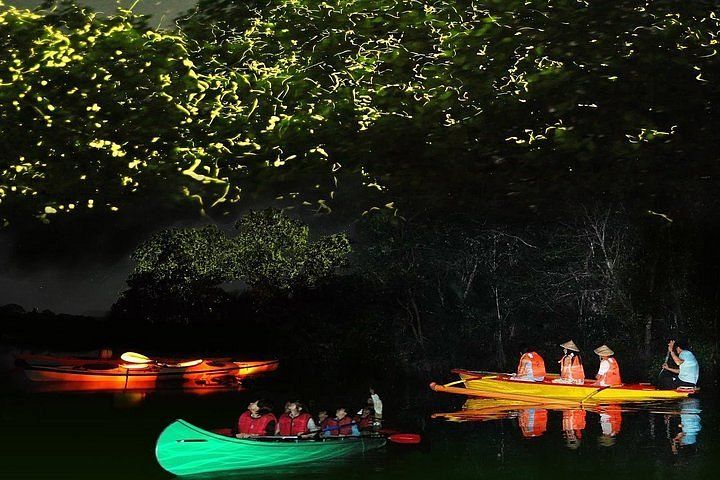 Why Fireflies Glow