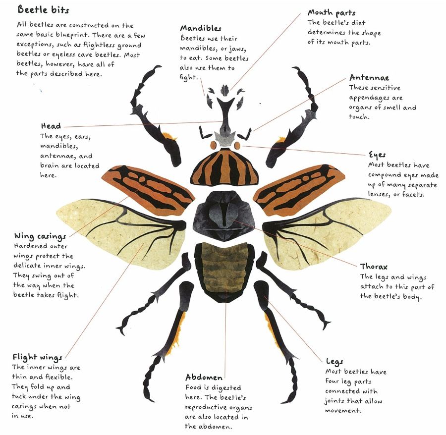 Explaining Beetle Diversity