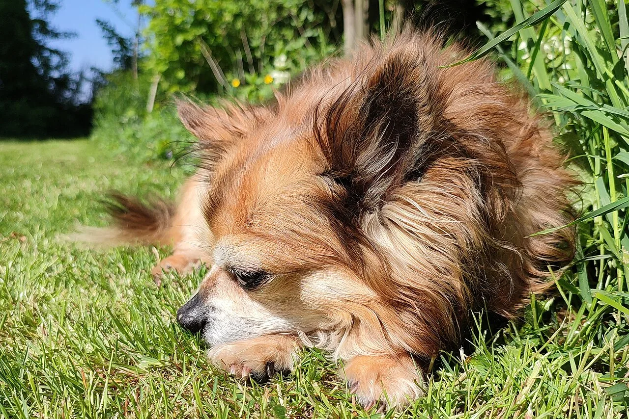 Chihuahua: Breed Guide