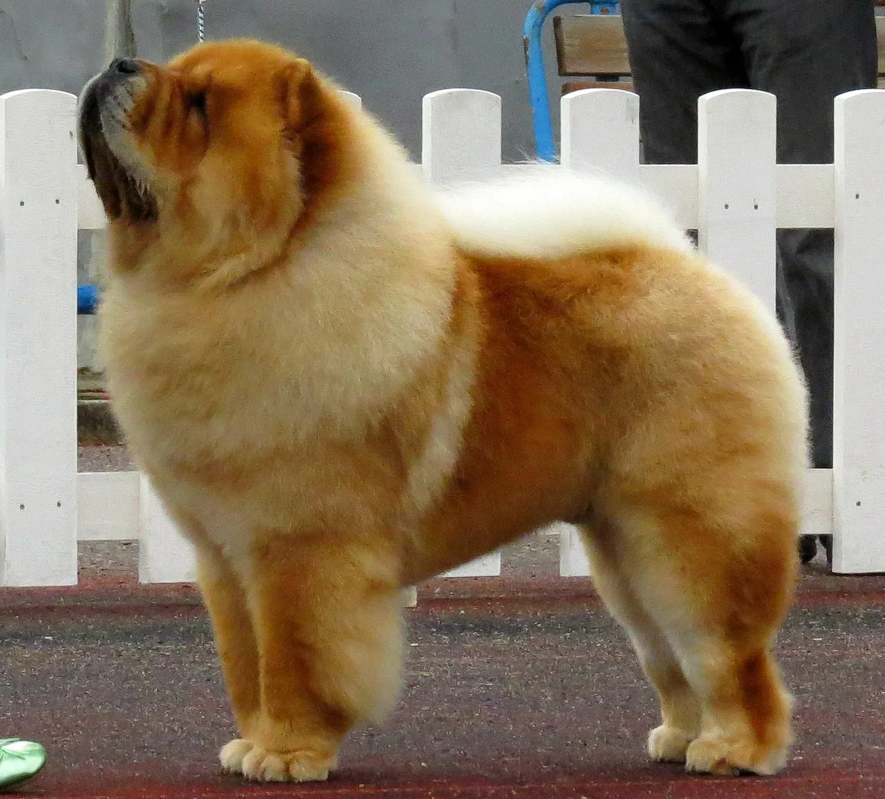 Chow Chow Breed