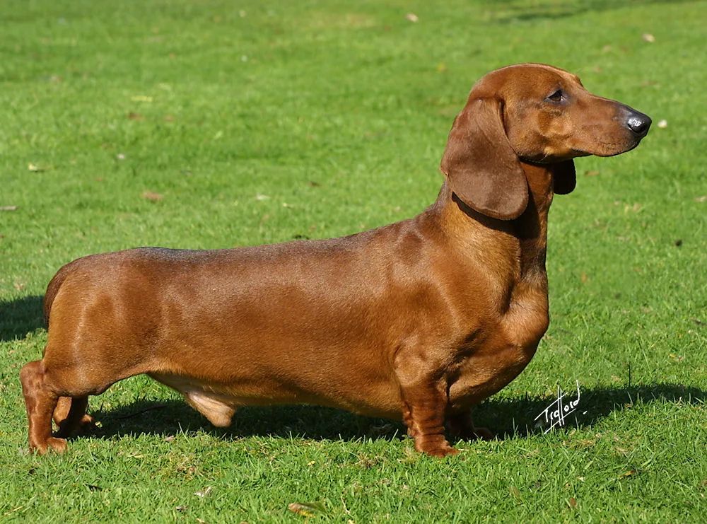 Dachshund Health Problems: Key Issues