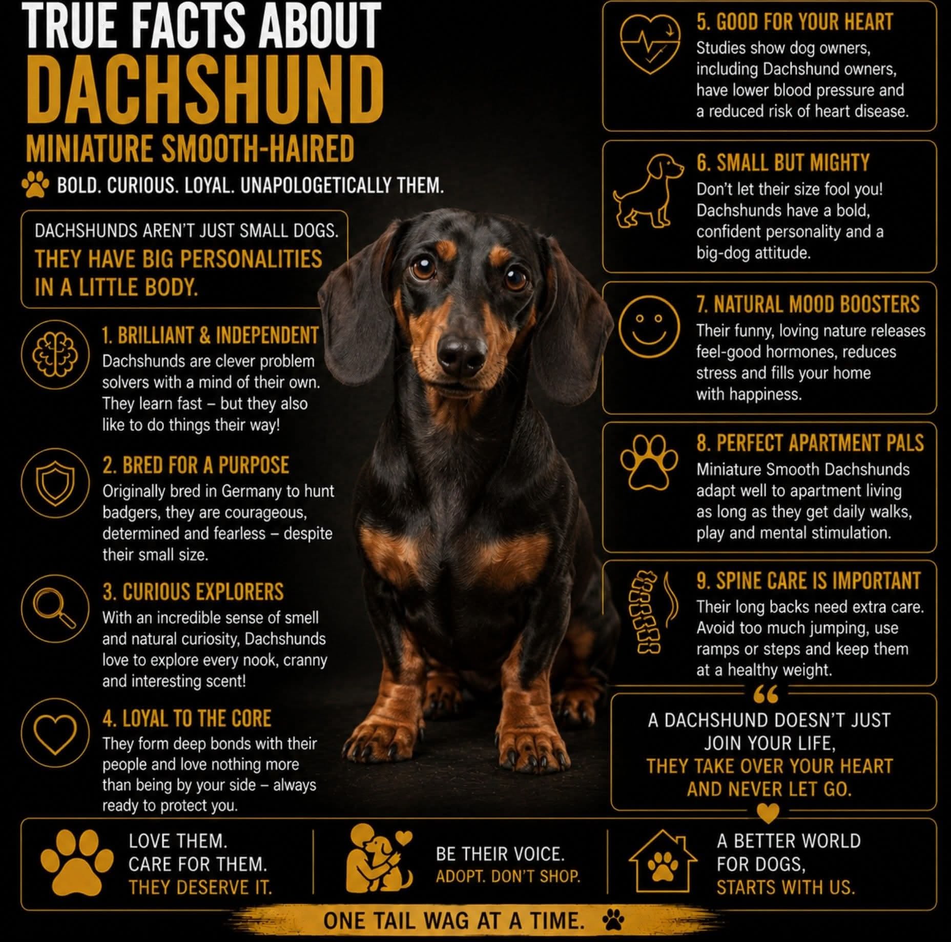 Dachshund Breed