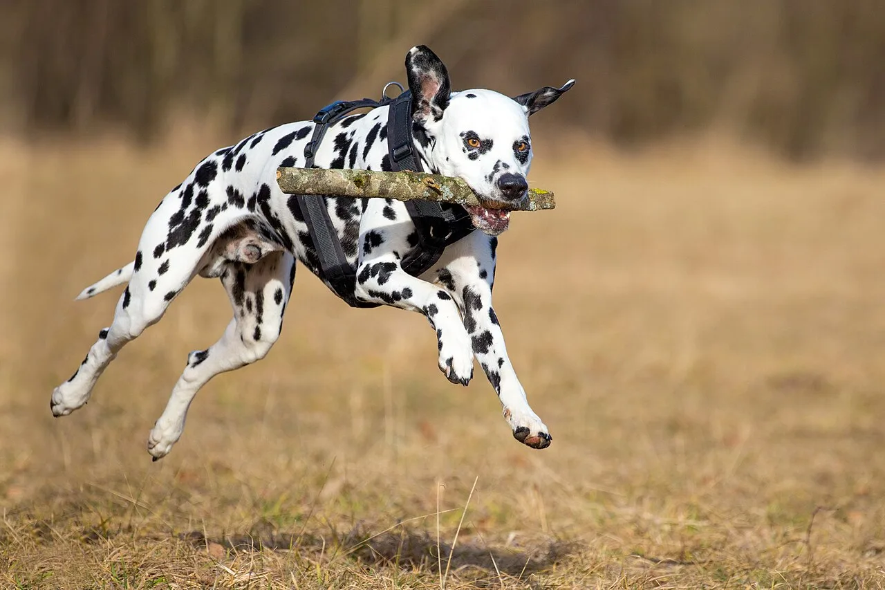 Dalmatian Breed
