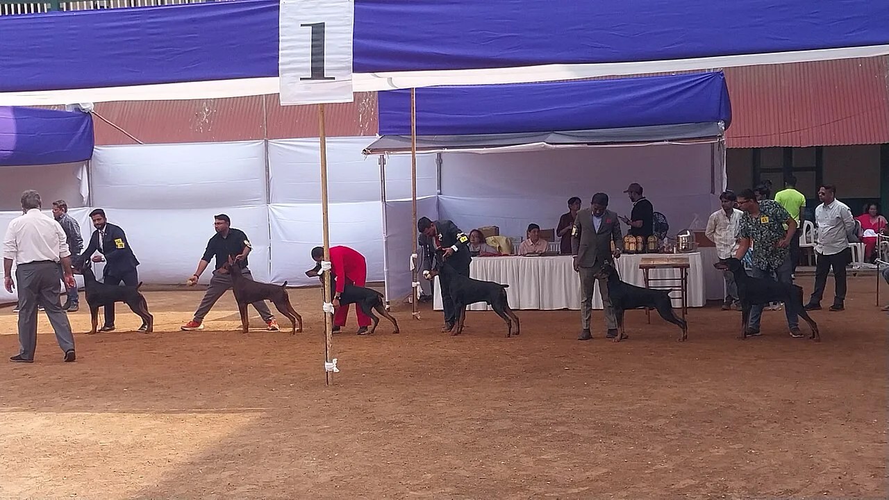 Doberman Pinscher Breed