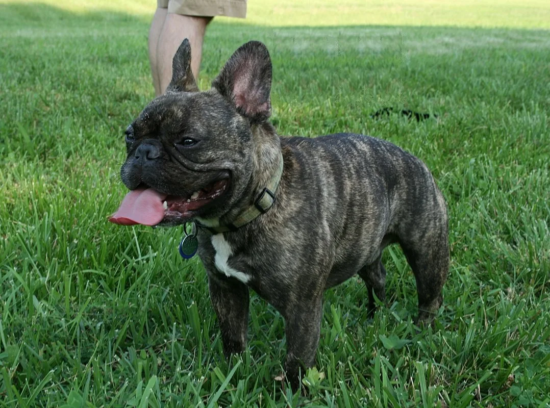 French Bulldog Health Problems: Vital Information