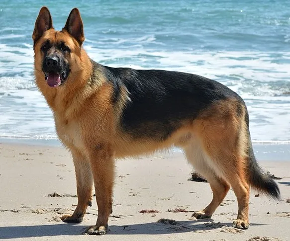 German Shepherd Health Problems