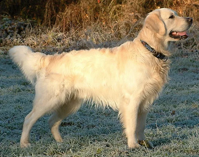 Golden Retriever Health Issues