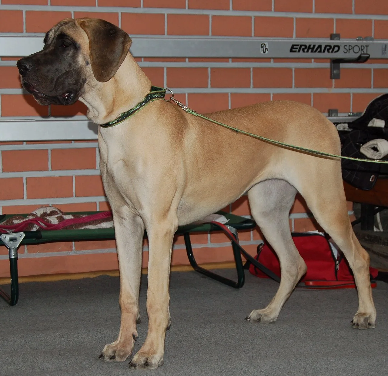 Great Dane Breed