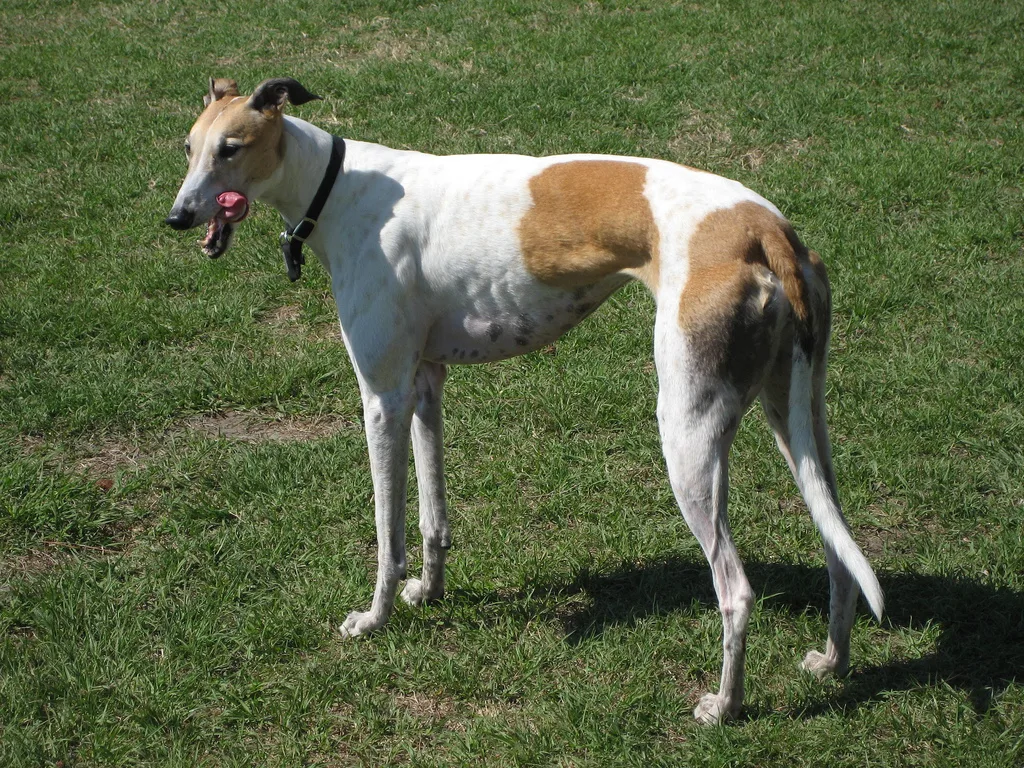 Greyhound Breed
