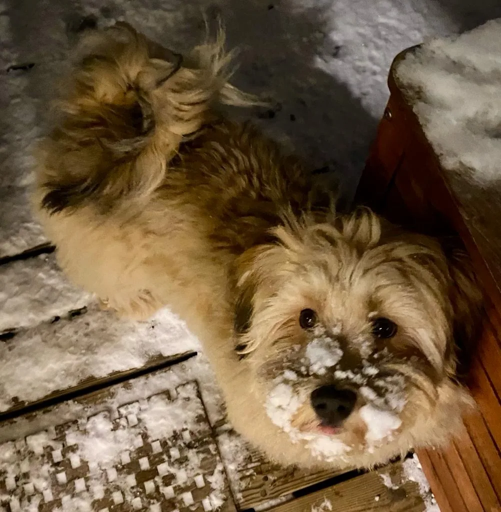 Havanese: Breed Guide