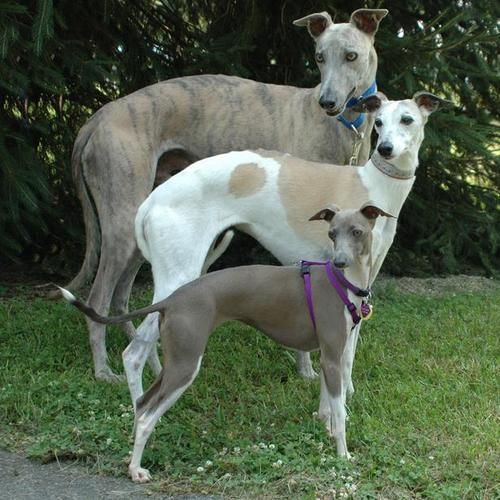 Italian Greyhound