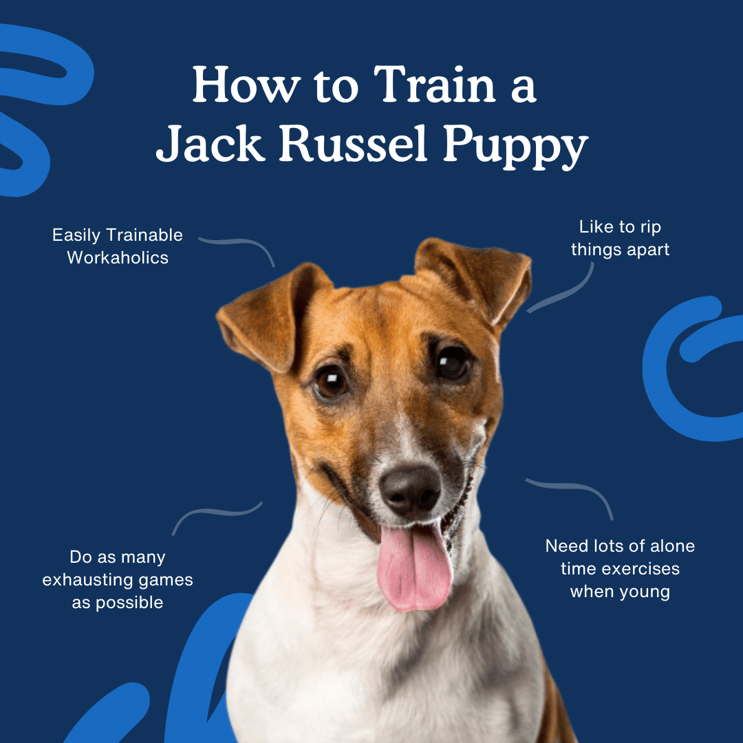 Jack Russell Terriers