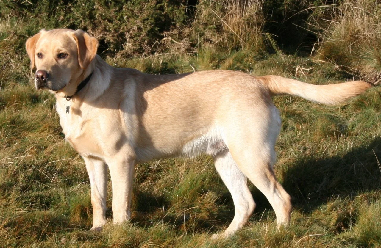 Labrador Retriever Health Issues