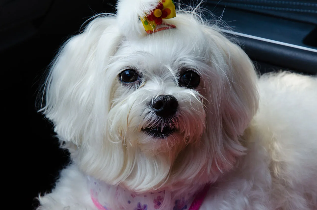Maltese: Breed Guide