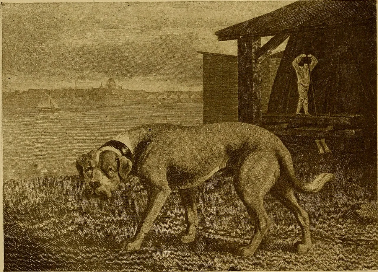 English Mastiff: Size, Temperament and Health