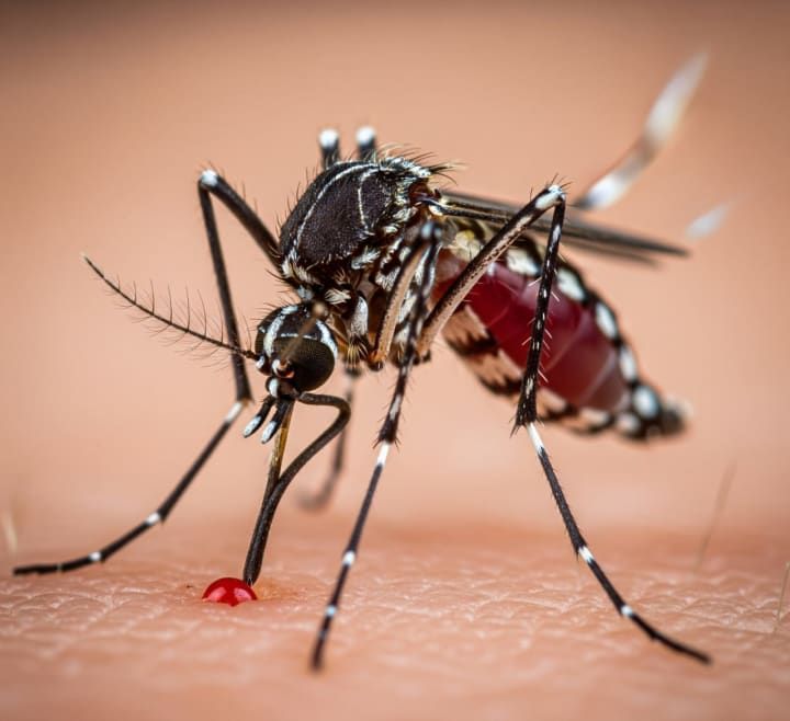 Mosquitoes: The Deadliest Animal on Earth