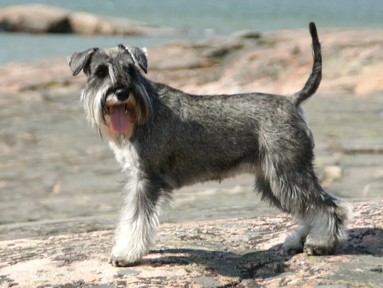Miniature Schnauzer