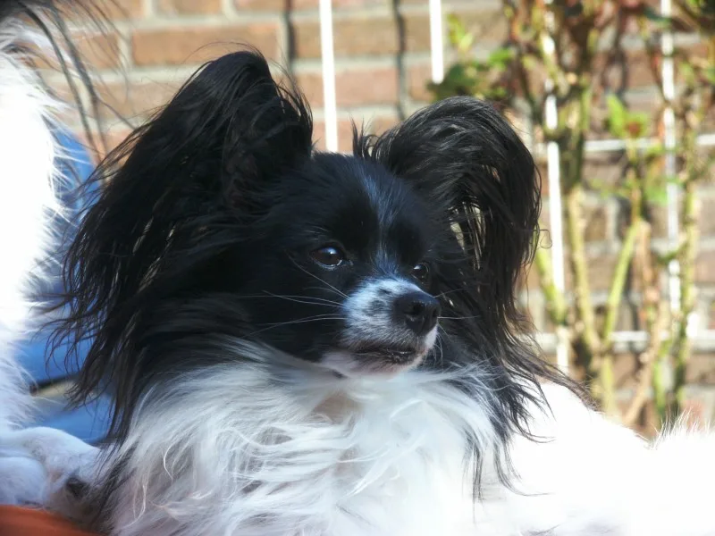 Papillon: Breed Guide