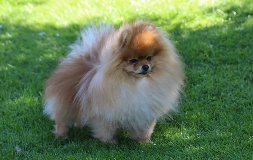 Pomeranian: Breed Guide