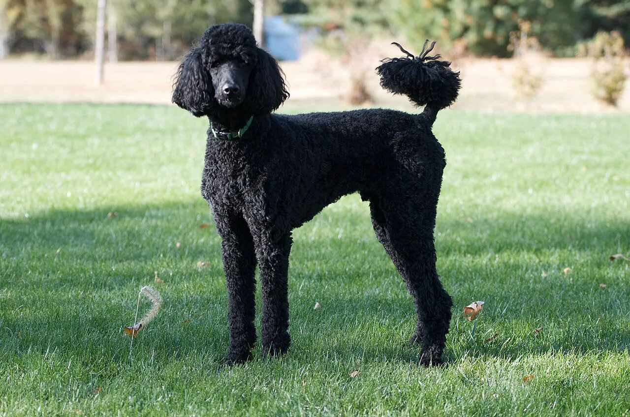 Poodle Health Issues: Screening