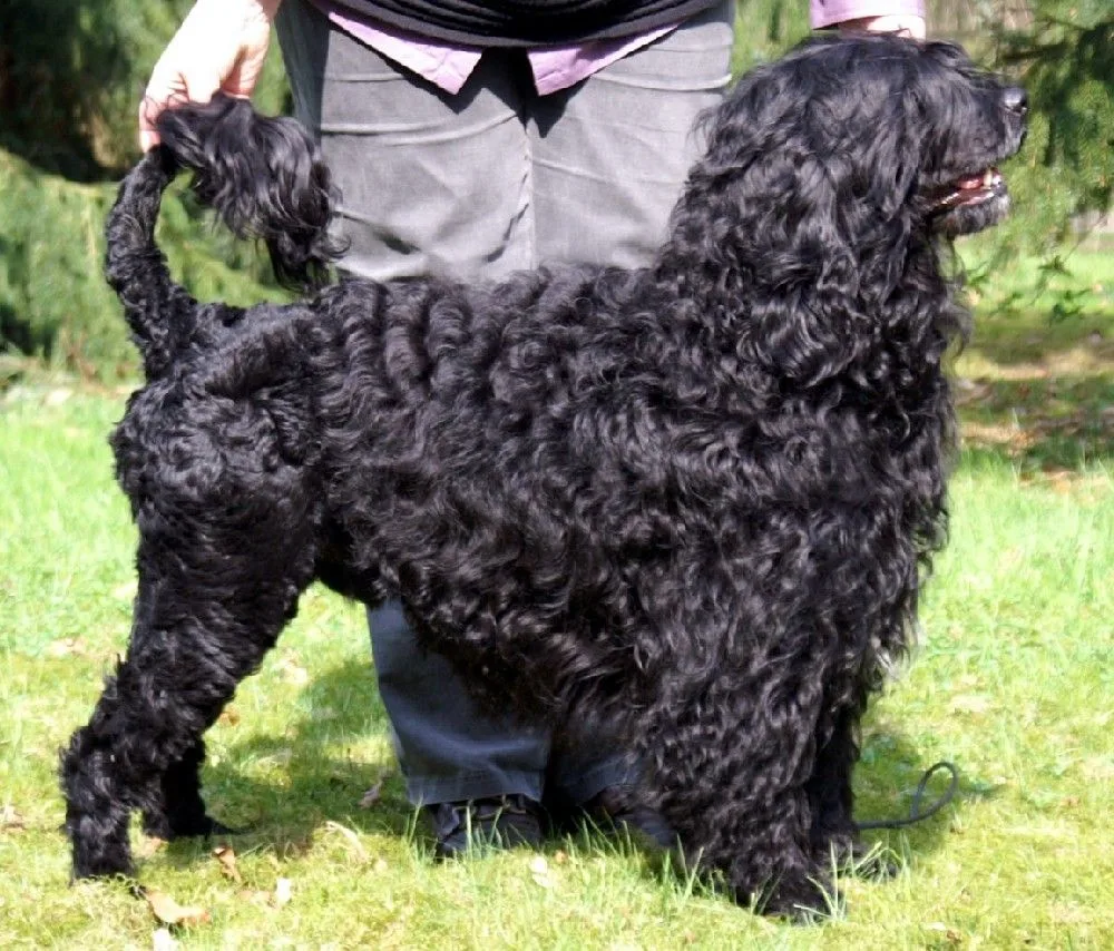 Portuguese Water Dog Breed