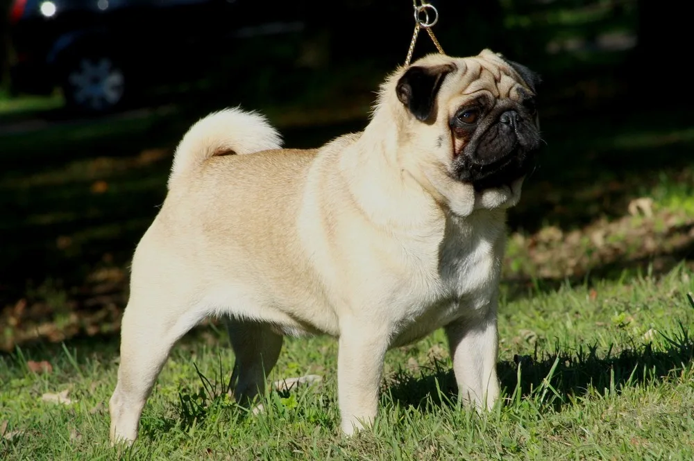 Pug: Breed Guide