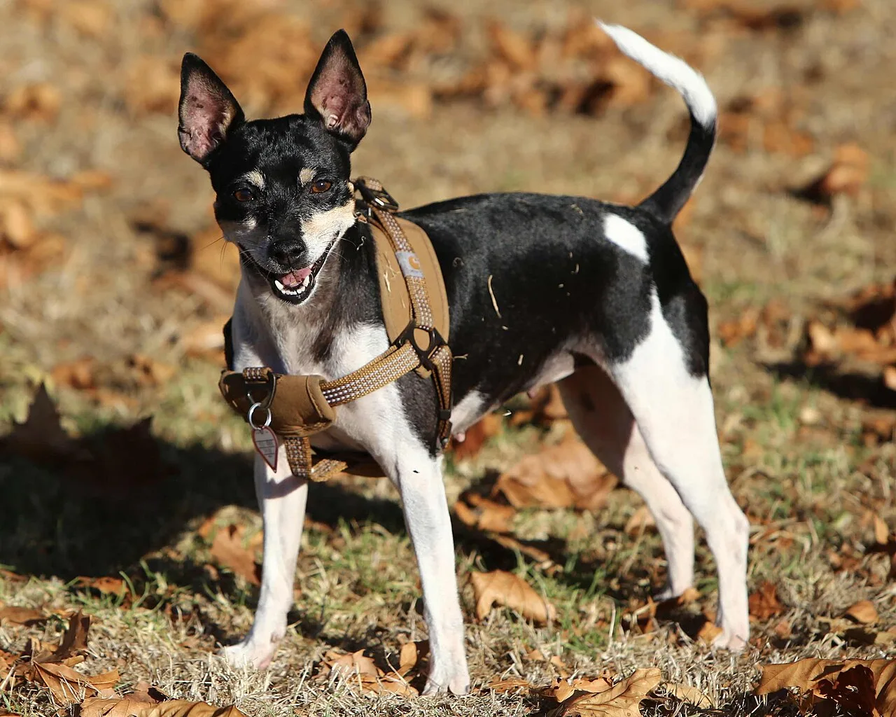 Rat Terriers