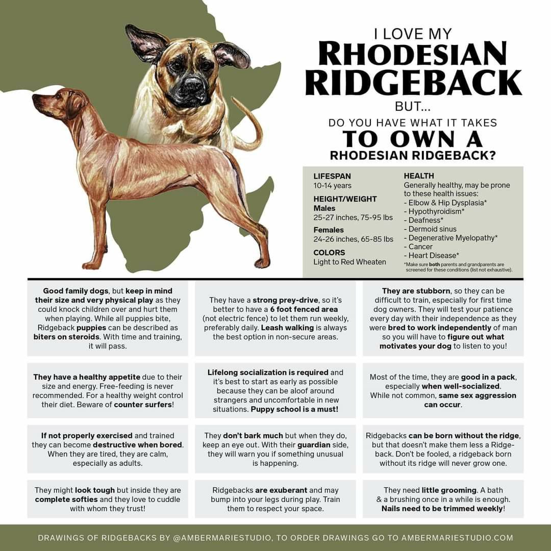 Rhodesian Ridgeback