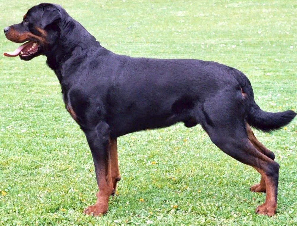 Rottweiler Health Issues