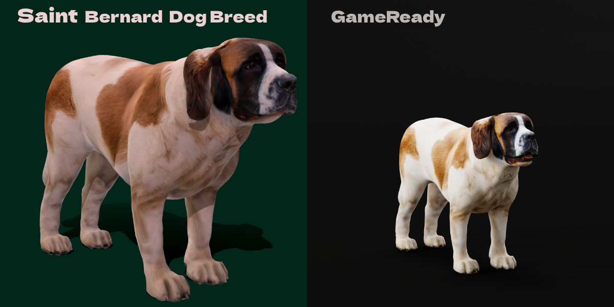 Saint Bernard Breed